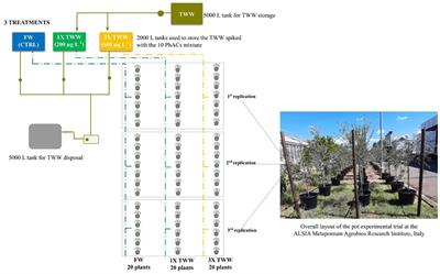 Uptake and translocation of pharmaceutically active compounds by olive tree (Olea europaea L.) irrigated with treated municipal wastewater